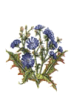 Chicory - Cicoria Selvatica